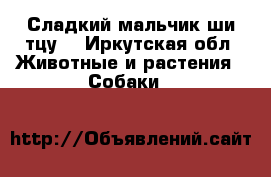 Сладкий мальчик ши-тцу  - Иркутская обл. Животные и растения » Собаки   